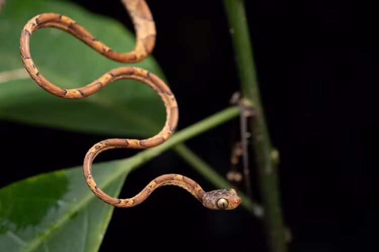 Loai ran ky la quang dau giat con moi trong tich tac-Hinh-4