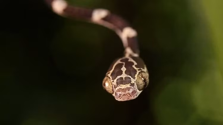 Loai ran ky la quang dau giat con moi trong tich tac-Hinh-2