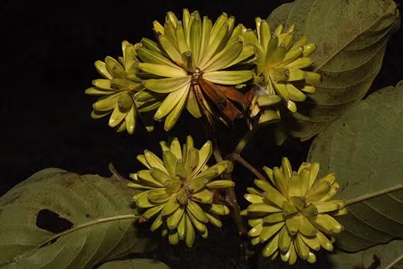 Vo tu don cay lam cui, ai ngo ruoc ve “bau vat” cap quoc gia-Hinh-2