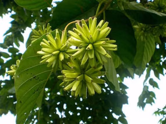 Vo tu don cay lam cui, ai ngo ruoc ve “bau vat” cap quoc gia-Hinh-7