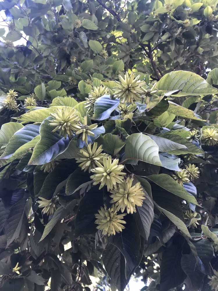 Vo tu don cay lam cui, ai ngo ruoc ve “bau vat” cap quoc gia-Hinh-9