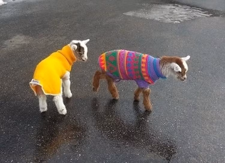 Bat mi nhung su that bat ngo va dang yeu ve dong vat-Hinh-7