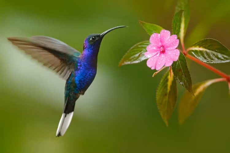 Bat mi nhung su that bat ngo va dang yeu ve dong vat-Hinh-8