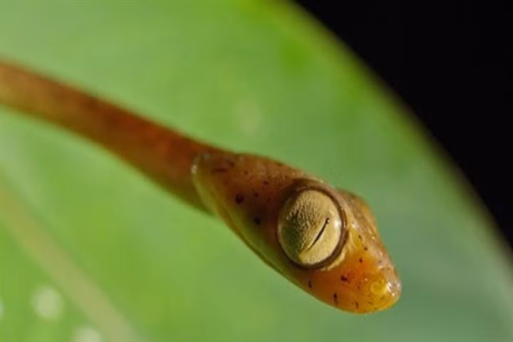 3 loai ran so huu doi mat lon nhat hanh tinh, khong the chop mat-Hinh-7