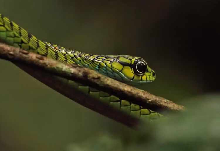 3 loai ran so huu doi mat lon nhat hanh tinh, khong the chop mat-Hinh-3