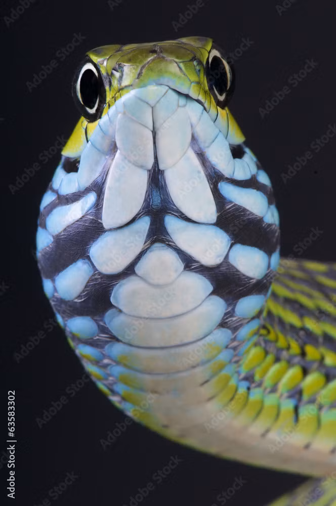 3 loai ran so huu doi mat lon nhat hanh tinh, khong the chop mat-Hinh-2