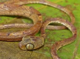 3 loai ran so huu doi mat lon nhat hanh tinh, khong the chop mat-Hinh-9