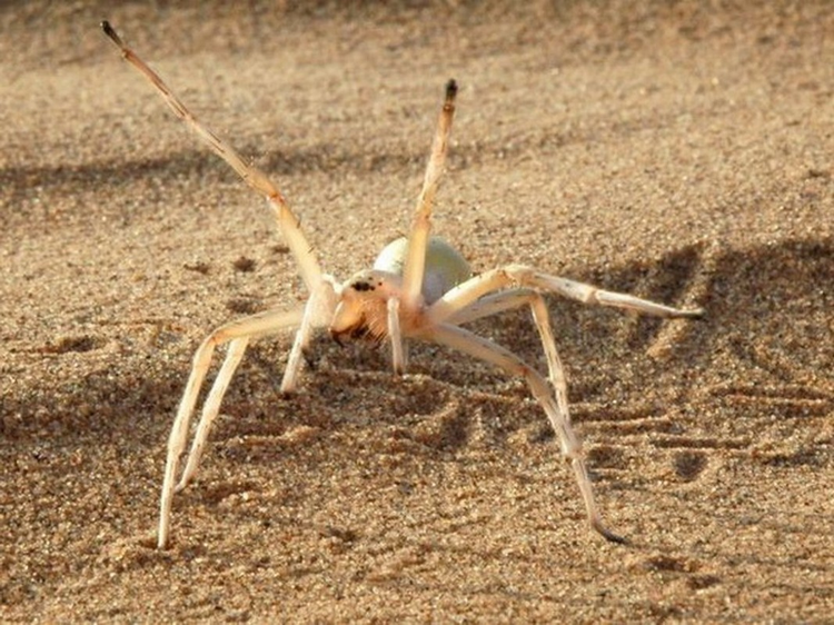 Kinh ngac top sinh vat ky di “ngoai hanh tinh” ton tai tren Trai Dat-Hinh-2