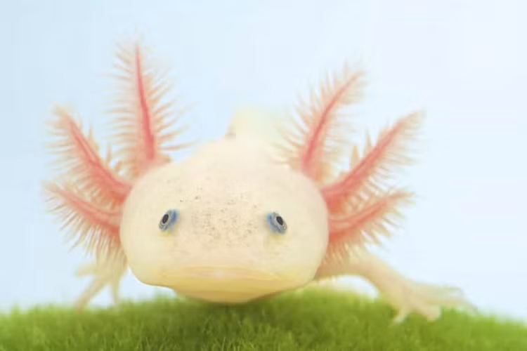 Kinh ngac top sinh vat ky di “ngoai hanh tinh” ton tai tren Trai Dat-Hinh-3