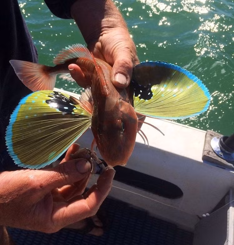 Kinh ngac top sinh vat ky di “ngoai hanh tinh” ton tai tren Trai Dat-Hinh-7