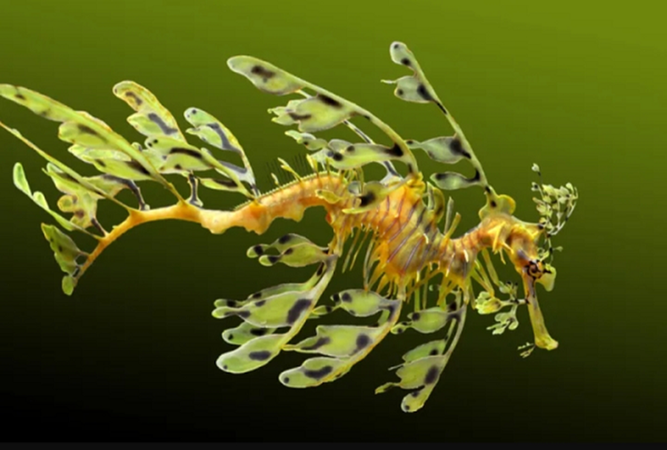 Kinh ngac top sinh vat ky di “ngoai hanh tinh” ton tai tren Trai Dat-Hinh-8