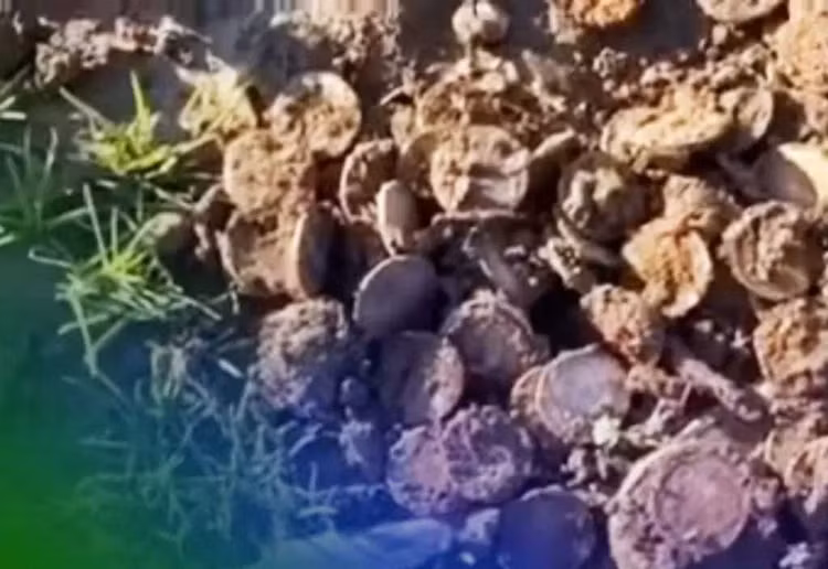 Ra ruong ngo, nong dan vo bam kho bau “khung” tu thoi Noi chien My-Hinh-2