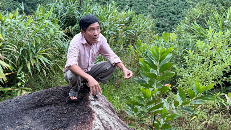 Lam Dong: Nguy co sat lo khi qua doi xuat hien vet nut lon-Hinh-3