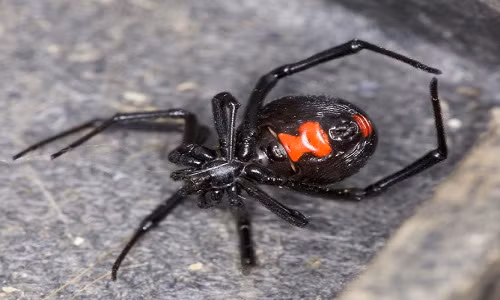 Top 3 loai nhen doc nhat the gioi, dien cuong ha guc ran doc