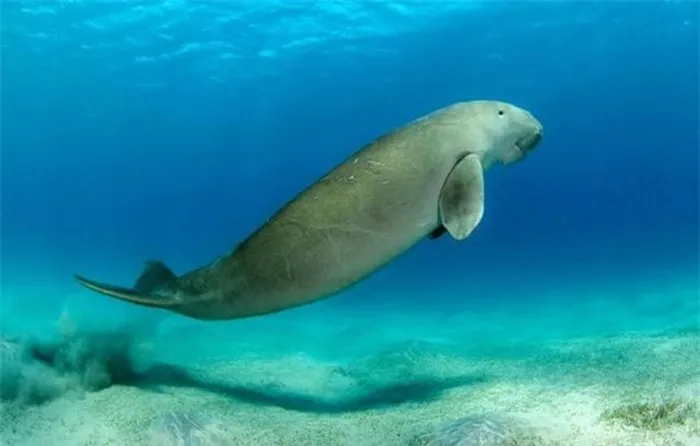 Viet Nam so huu “nang tien ca” trong truyen thuyet: Nam trong Sach Do!-Hinh-3