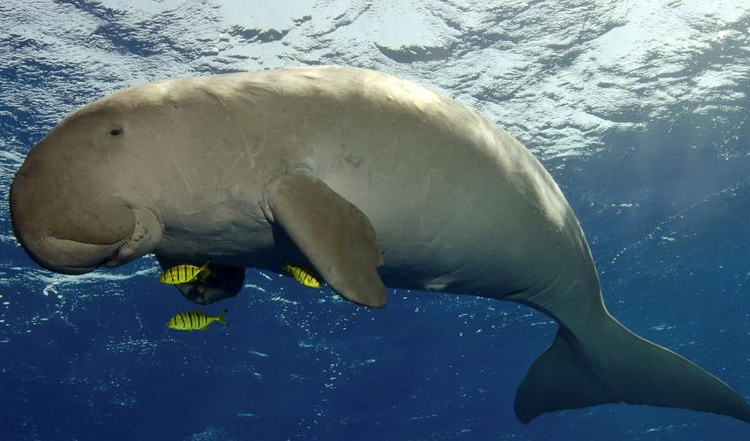 Viet Nam so huu “nang tien ca” trong truyen thuyet: Nam trong Sach Do!