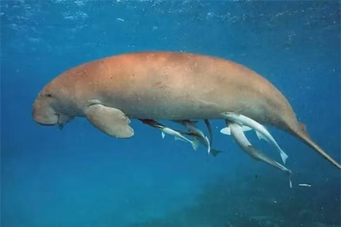 Viet Nam so huu “nang tien ca” trong truyen thuyet: Nam trong Sach Do!-Hinh-7