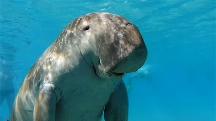 Viet Nam so huu “nang tien ca” trong truyen thuyet: Nam trong Sach Do!-Hinh-8