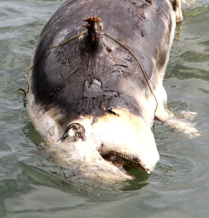 Viet Nam so huu “nang tien ca” trong truyen thuyet: Nam trong Sach Do!-Hinh-5