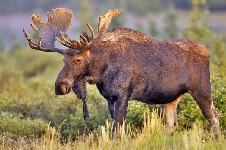 Phat hien “ky lan” ngoai doi thuc dang lang vang kiem an duoi anh trang-Hinh-4