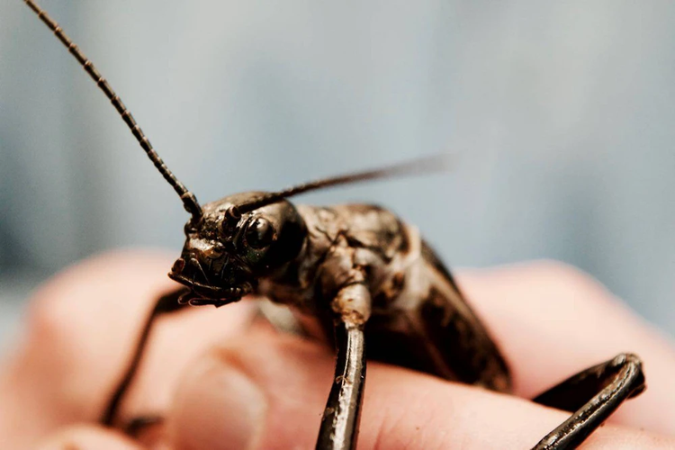 Loai vat nghi tuyet chung hon 100 nam bong “hoi sinh” ngoan muc-Hinh-7