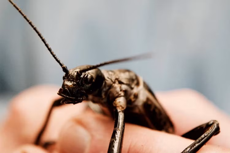 Loai vat nghi tuyet chung hon 100 nam bong “hoi sinh” ngoan muc-Hinh-7