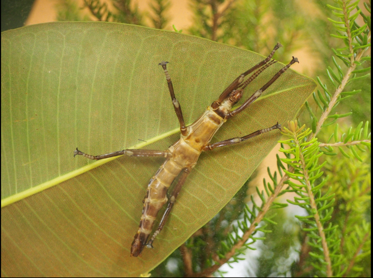 Loai vat nghi tuyet chung hon 100 nam bong “hoi sinh” ngoan muc-Hinh-5