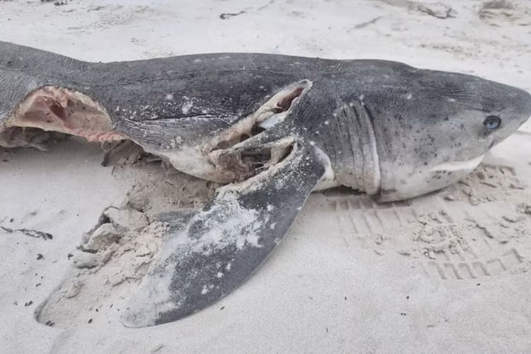 Dien kien sat thu gay ra cai chet hai hung cua “hung than dai duong