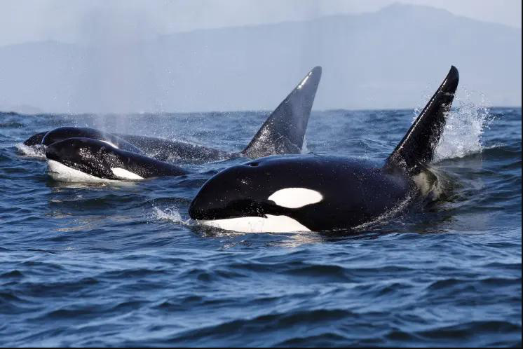 Dien kien sat thu gay ra cai chet hai hung cua “hung than dai duong