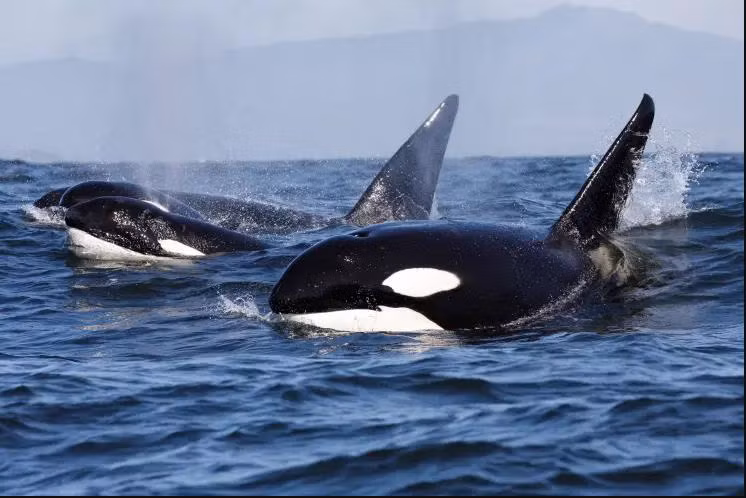 Dien kien sat thu gay ra cai chet hai hung cua “hung than dai duong