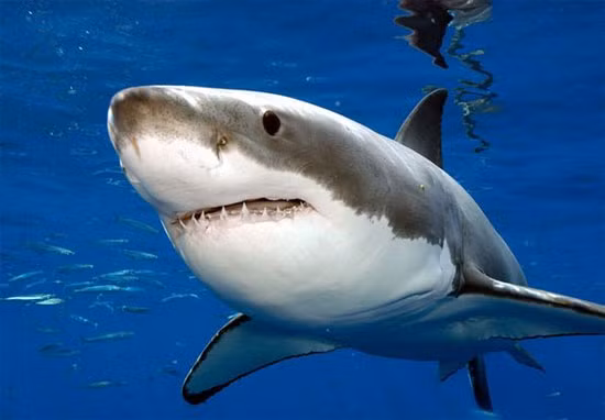 Dien kien sat thu gay ra cai chet hai hung cua “hung than dai duong