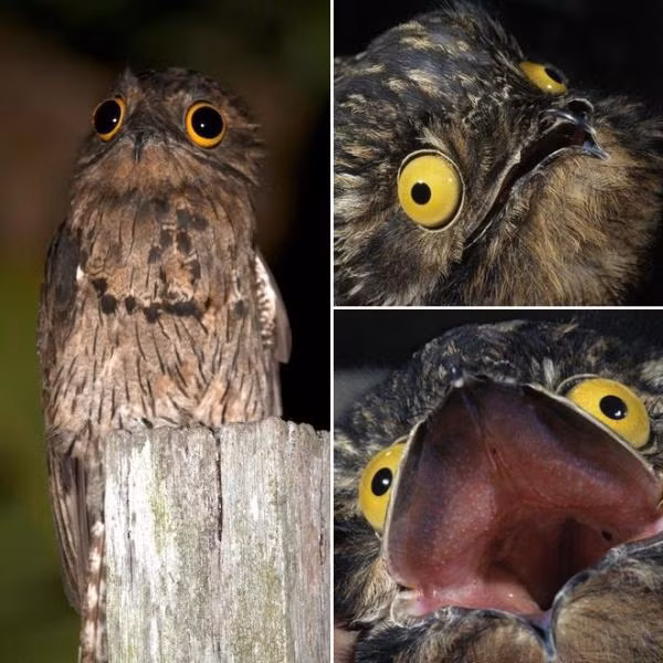 Loai chim duoc menh danh “su gia dia nguc“: Ai thay cung het hon!-Hinh-8