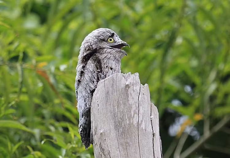 Loai chim duoc menh danh “su gia dia nguc“: Ai thay cung het hon!-Hinh-2