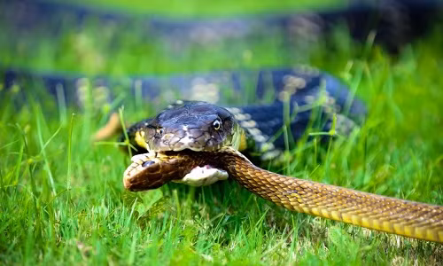 Chuan bi an com, hai cha con tai mat thay “quai vat” trong bep-Hinh-6