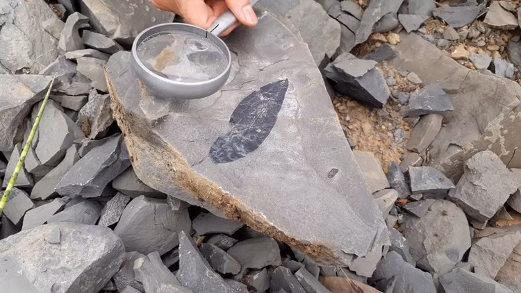 Choi tim kho bau, ai ngo dung trung “bau vat Troi cho” 500 trieu nam-Hinh-8