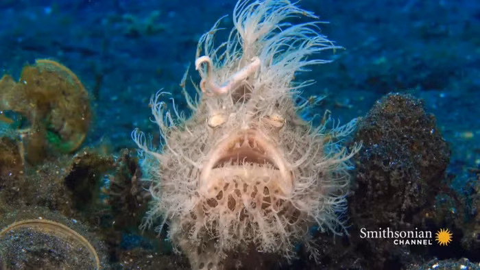 Loai ca “long la” ky la, cu dop moi nhanh nhu chop 1/6.000 giay-Hinh-5