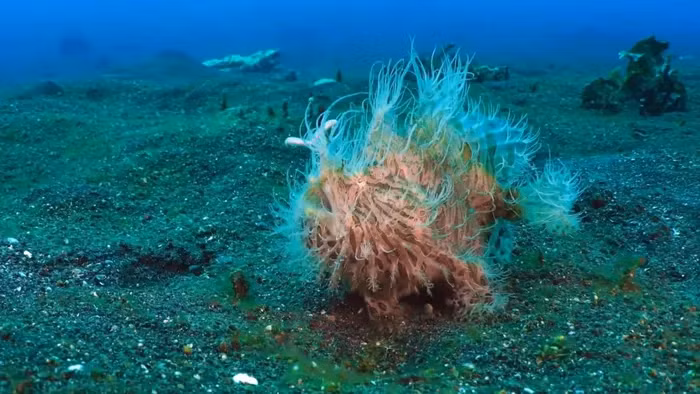 Loai ca “long la” ky la, cu dop moi nhanh nhu chop 1/6.000 giay-Hinh-3