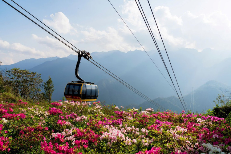 Du lich Fansipan mua hoa do quyen va le hoi hoa hong-Hinh-2
