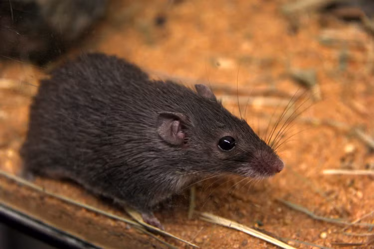 Top 10 loai dong vat co lop da dac biet nhat hanh tinh-Hinh-2