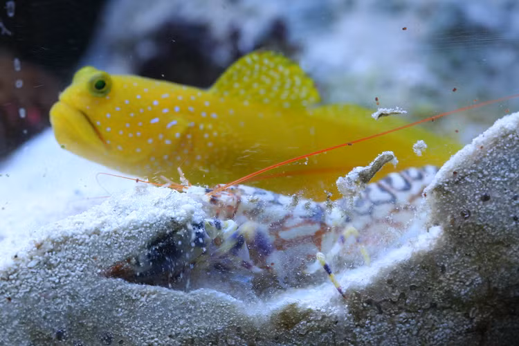 Dong vat on ao nhat the gioi, dong co phan luc thua xa-Hinh-6