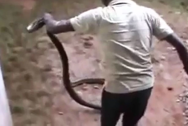 Rợn người tay không tóm sống 'quái thú' dài hơn 3 mét Ron nguoi tay khong tom song 'quai thu' dai hon 3 met