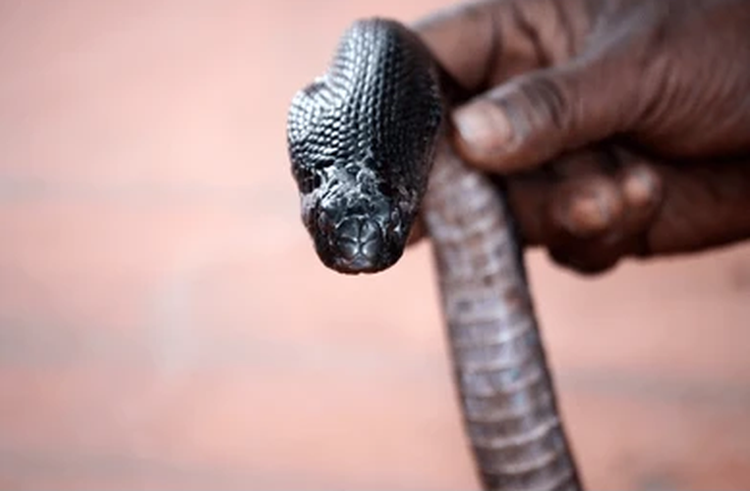 Rợn người tay không tóm sống 'quái thú' dài hơn 3 mét - Hình 8 Ron nguoi tay khong tom song 'quai thu' dai hon 3 met-Hinh-8