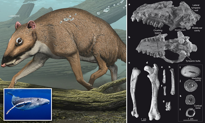 Phat hien ban tay xuong xau khong lo, nghi sinh vat ngoai hanh tinh-Hinh-11