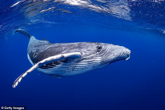 Phat hien ban tay xuong xau khong lo, nghi sinh vat ngoai hanh tinh-Hinh-3