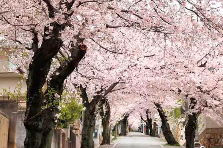 Me man nhung con duong hoa dep nhat the gioi