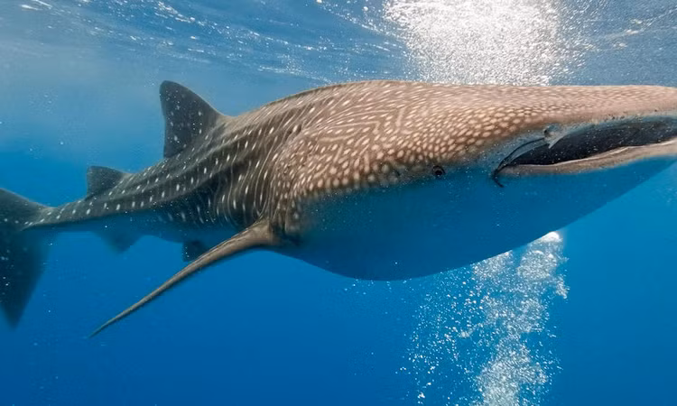 Ngu dan bat ngo bat duoc hai 'thuy quai' cuc hiem dat vao bo-Hinh-4