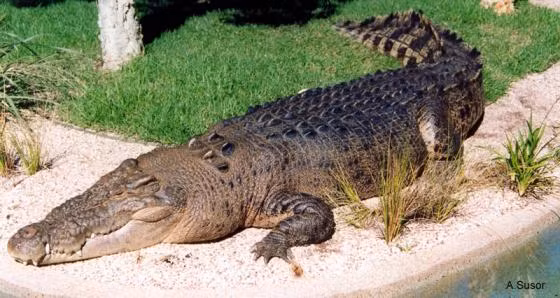 Top 8 dong vat lon nhat hanh tinh, so 5 cuc nguy hiem-Hinh-6