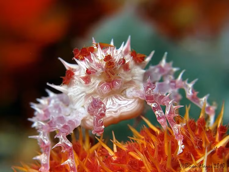 “Do guc” truoc nhung loai dong vat sac so - hut mat nhat hanh tinh-Hinh-8