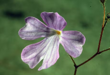 Ky la loai cay duoc menh danh la “sat thu bat dong” duoi cat-Hinh-7