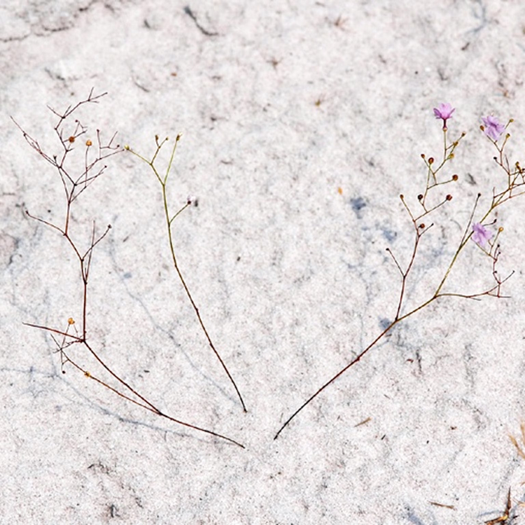 Ky la loai cay duoc menh danh la “sat thu bat dong” duoi cat-Hinh-5